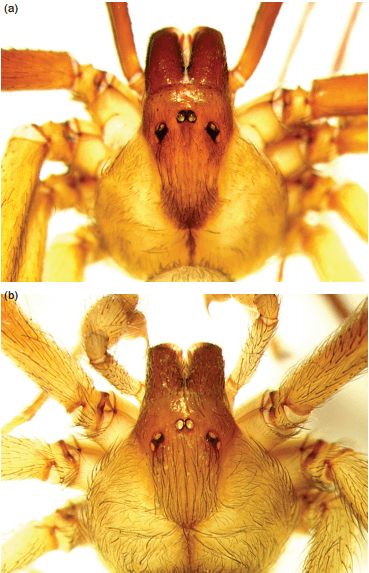 L reclusa VS rufescens 1