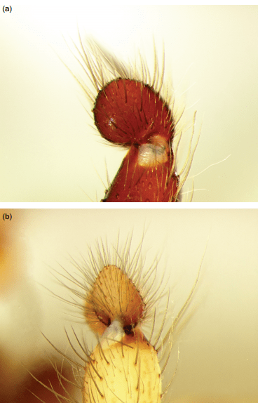L reclusa VS rufescens 3