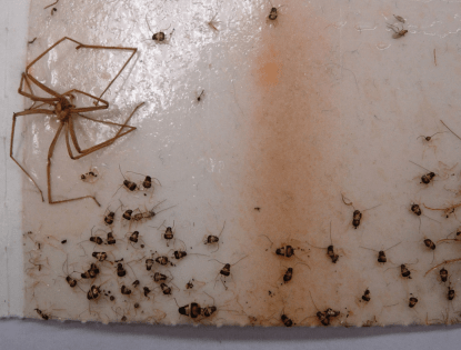 Loxosceles rufescens 1